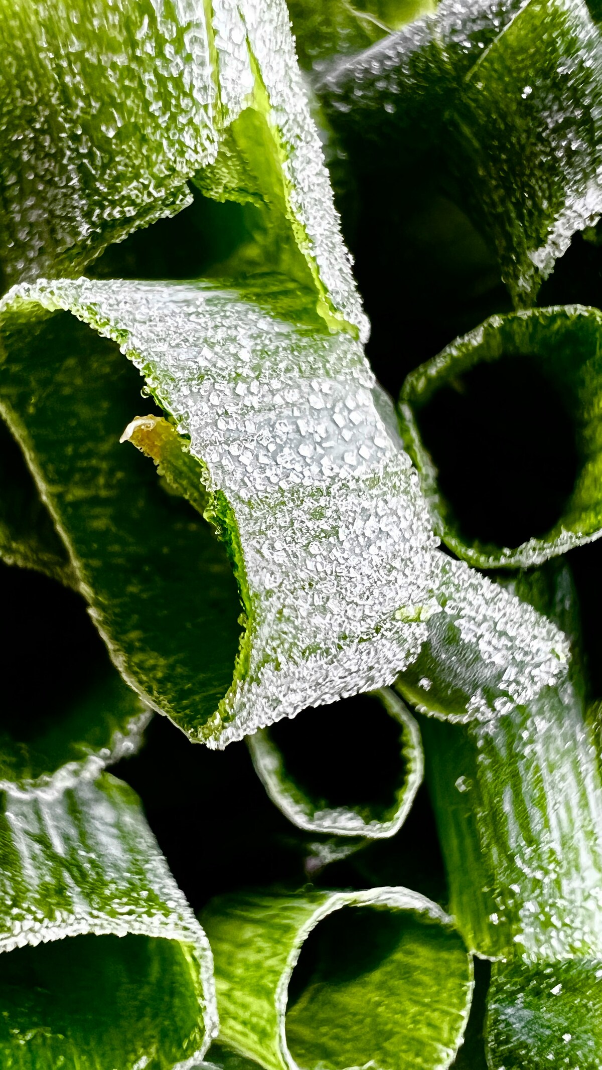 대파 보관, 대파 손질, 대파 유통기한, 대파 냉동, 대파 냉장보관