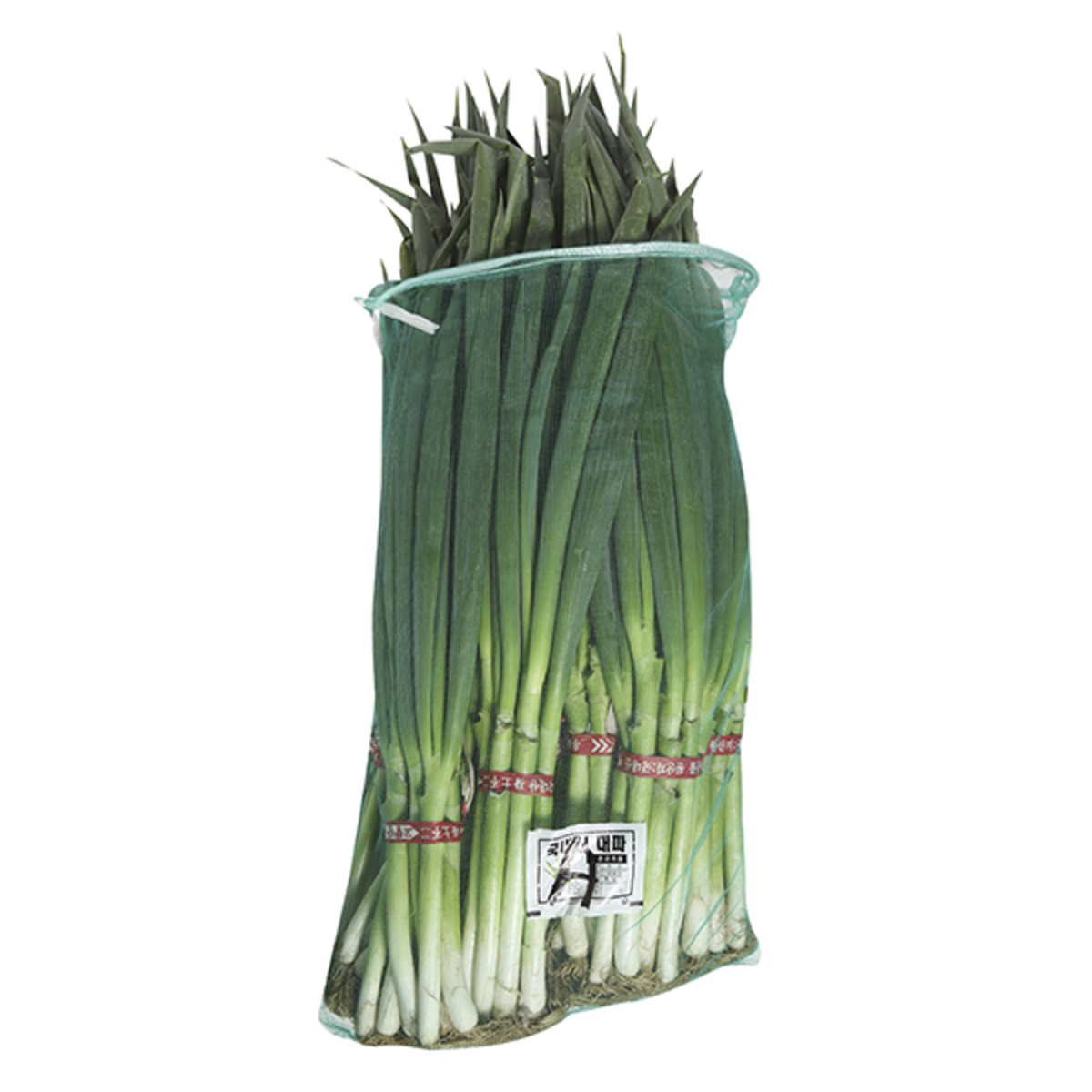 대파 보관, 대파 손질, 대파 유통기한, 대파 냉동, 대파 냉장보관