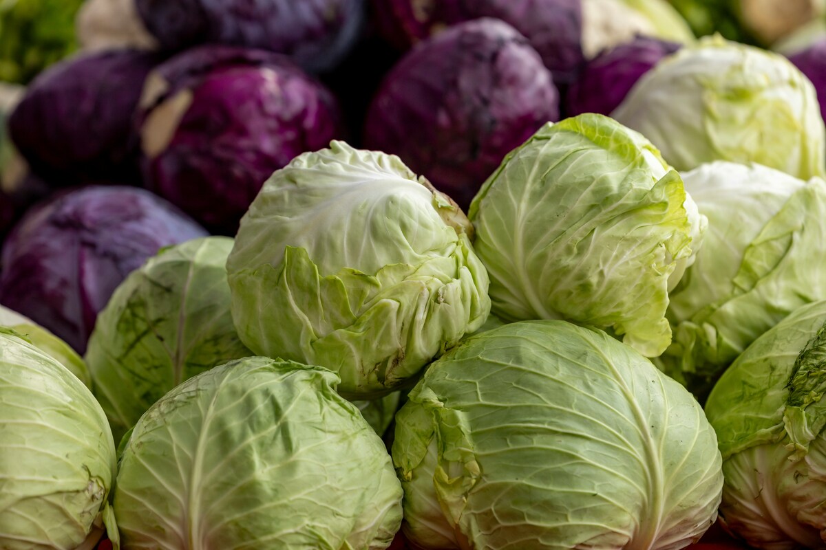 양배추 손질, 양배추 보관, 양배추 심지, 양배추 채썰기, 양배추 갈변